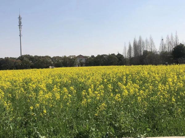 支付撫養費與擅自處分夫妻共同財產如何區分？深圳離婚財產分割律師來回答